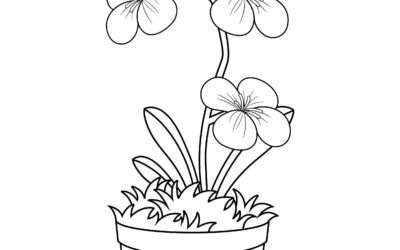 Pretty Flowers Coloring Page