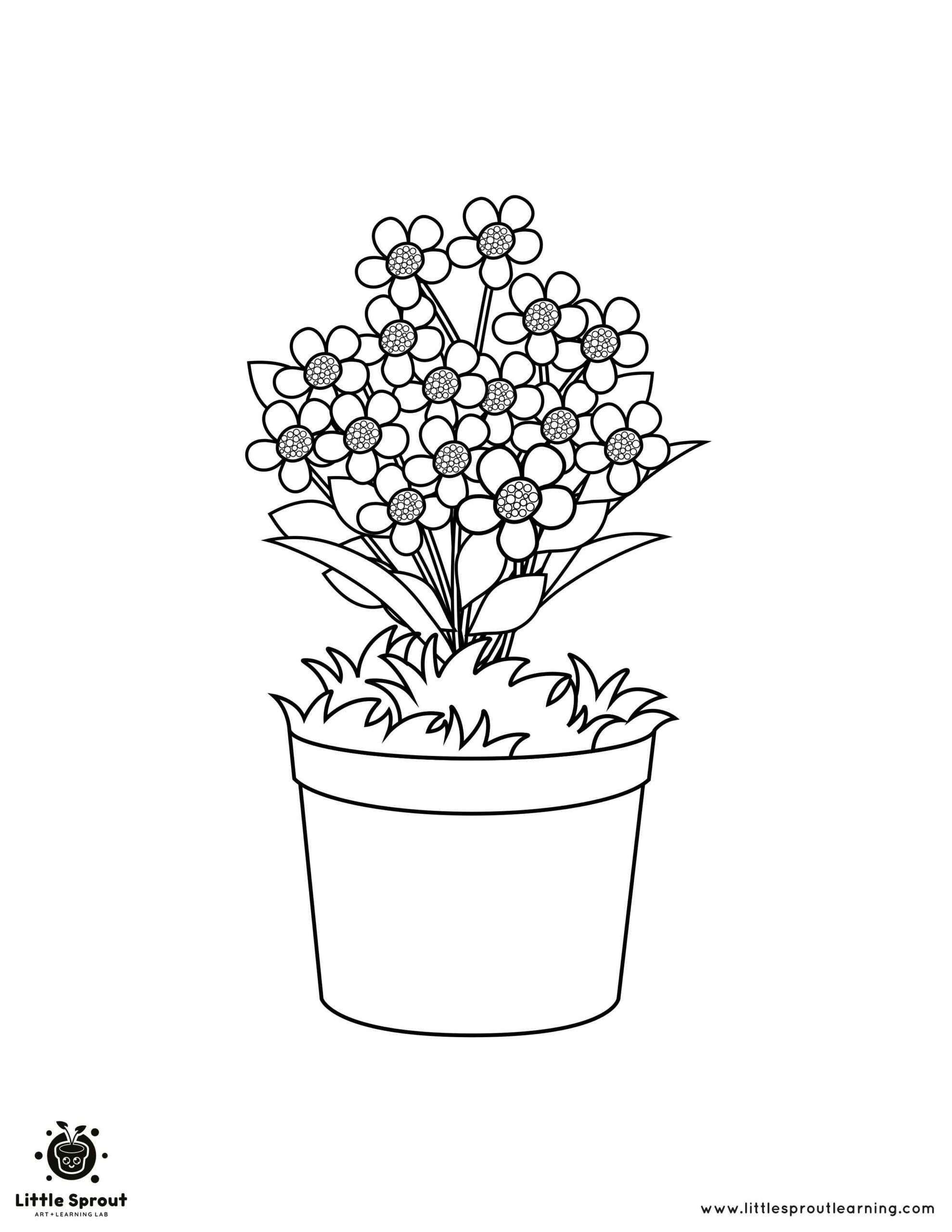 Daisy flower Coloring Page