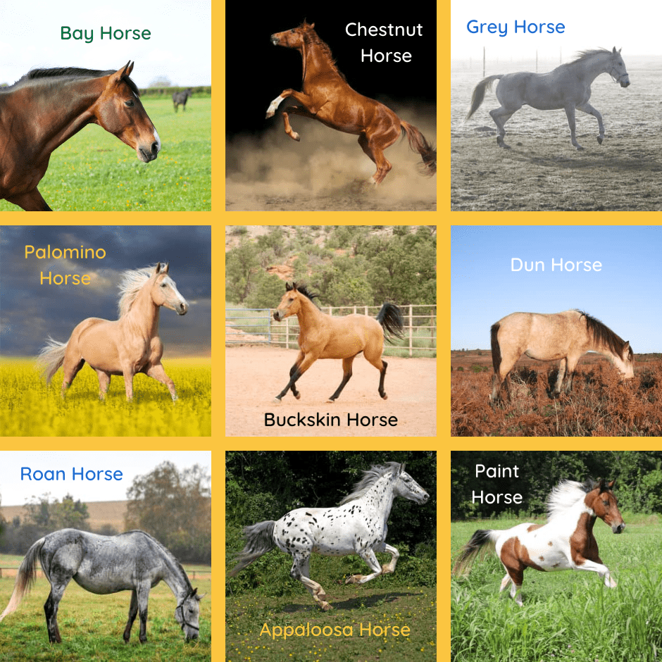 Horse Patterns Inspiration