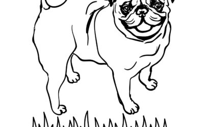 Realistic Pug Coloring Page 3